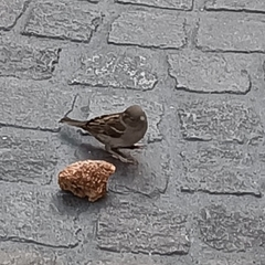 Passer domesticus
