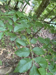 Zanthoxylum simulans