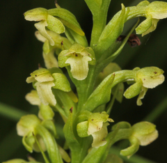 Platanthera flava herbiola