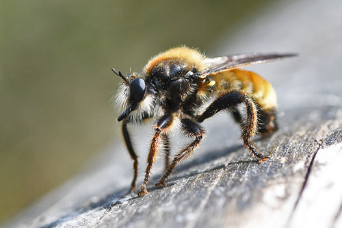 bumblebee robberfly, photo 7 of 10