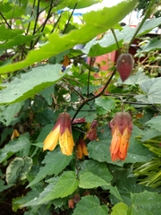 Callianthe megapotamica