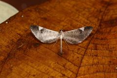 Macrosoma heliconiaria