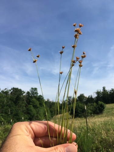 Juncus filipendulus