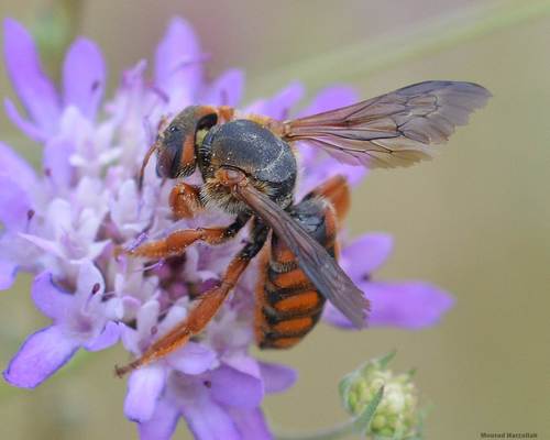Spotted Red Resin bee