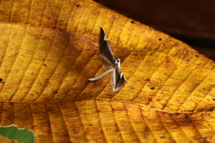 Macrosoma heliconiaria