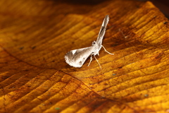 Macrosoma heliconiaria