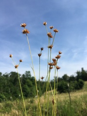 Juncus filipendulus