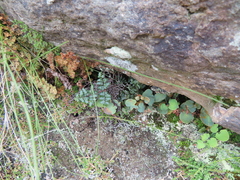 Selaginella caffrorum