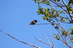 Selasphorus platycercus