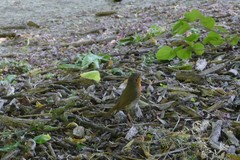 Erithacus rubecula