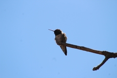 Selasphorus platycercus