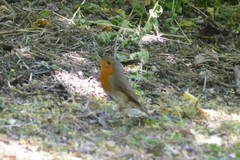 Erithacus rubecula