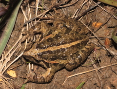 Discoglossus scovazzi