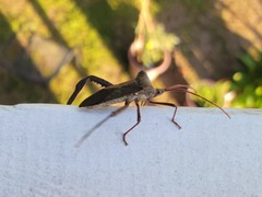 Acanthocephala declivis