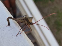 Acanthocephala declivis