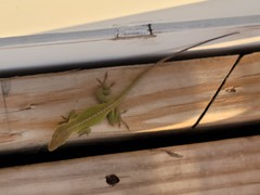 Anolis carolinensis