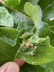 Neuroterus washingtonensis