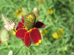 Ratibida columnifera