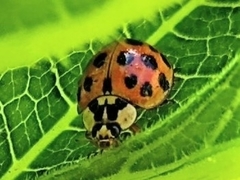 Harmonia axyridis