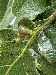 Neuroterus washingtonensis