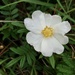 White Prairie Rose - Photo (c) Rick Travis, some rights reserved (CC BY-NC), uploaded by Rick Travis