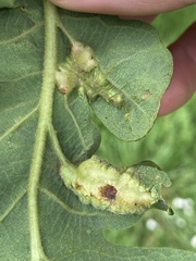 Neuroterus washingtonensis