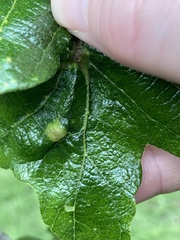 Neuroterus washingtonensis