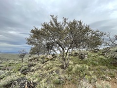 Cercocarpus ledifolius
