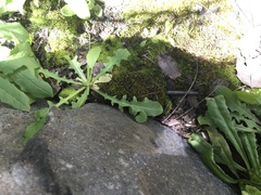 Bryoerythrophyllum columbianum