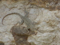 Sceloporus merriami merriami