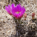 Kuenzler's Hedgehog Cactus - Photo no rights reserved, uploaded by aspidoscelis