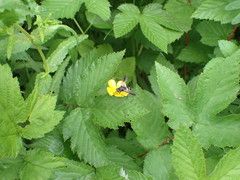 Temnostoma bombylans