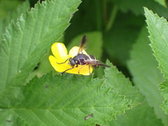 Temnostoma bombylans
