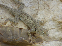 Sceloporus merriami merriami