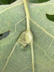 Neuroterus washingtonensis
