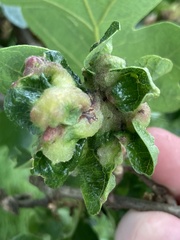 Neuroterus washingtonensis