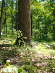 Borodinia canadensis