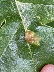 Neuroterus washingtonensis