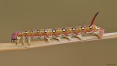Hyles livornica