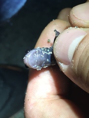 Plethodon chlorobryonis