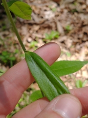 Borodinia canadensis