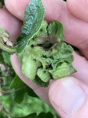 Neuroterus washingtonensis