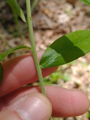 Borodinia canadensis