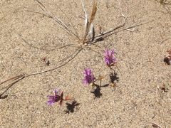 Monardella sinuata nigrescens