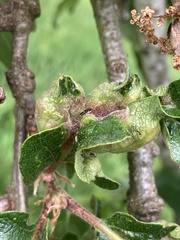 Neuroterus washingtonensis