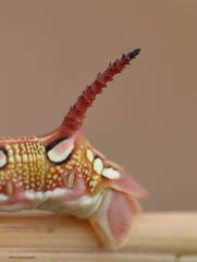 Hyles livornica