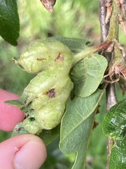 Neuroterus washingtonensis