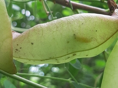 Iolana iolas