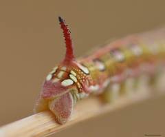 Hyles livornica