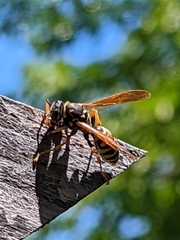 Polistes dominula